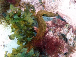 Goldentail Moray Eed IMG 3227